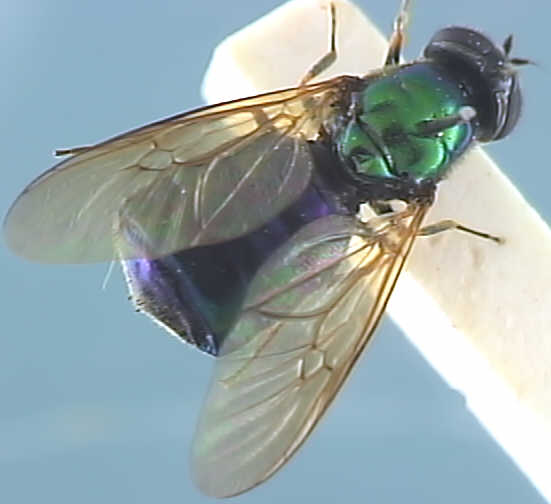 Chloromyia formosa